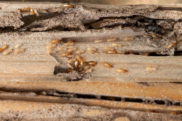 Best Affordable Pest Control Services  in Coson, OK